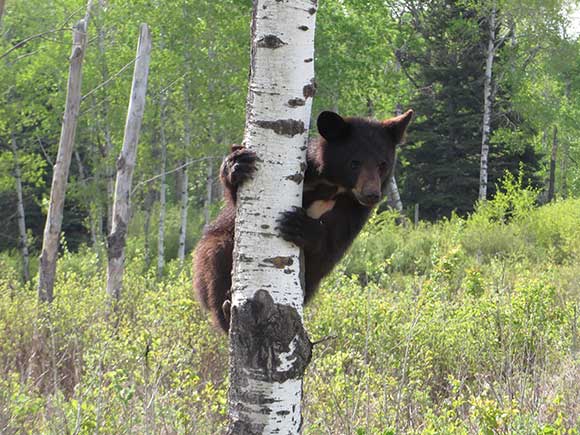 ours_noirs-black_bears