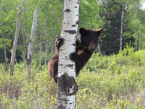 ours_noirs-black_bears