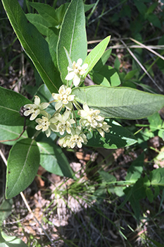 Milkweed