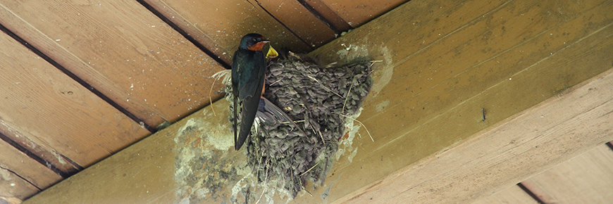 A barn swallow on its nest.