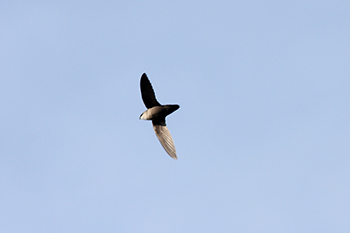 Chimney Swift