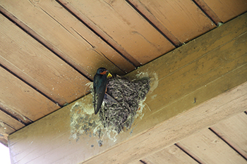 Barn Swallow