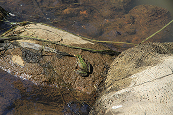 Northern Leopard Frog