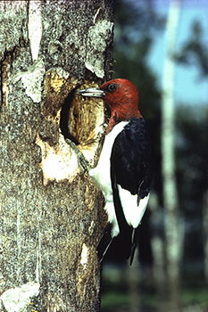 Red headed woodpecker