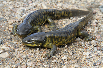 La salamandre tigrée