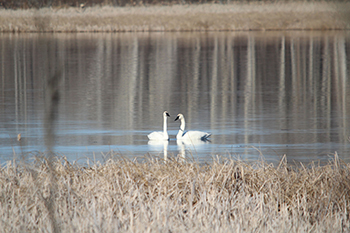 Trumpeter Swans