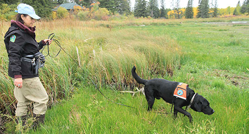 Hilo, from Working Dogs for Conservation, sniffing the shores of Whirlpool Lake in September 2018.