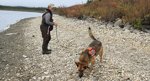 Hannah McKenzie and Seuss, working on the northern shore of Whirlpool Lake. 