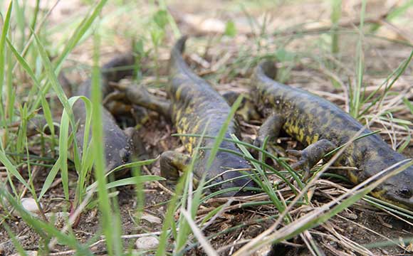 Western Tiger Salamander