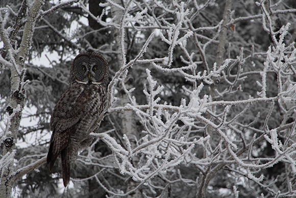 Chouette lapone - Great Gray Owl