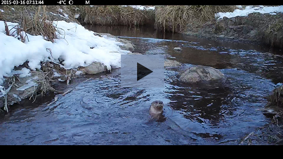 Loutre - Otter