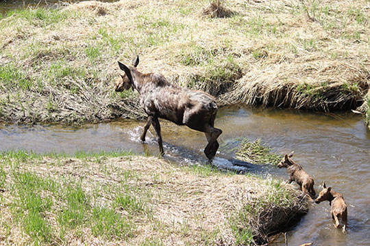 Moose calf