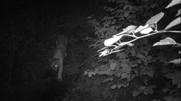 Cougar