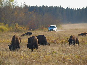 Car Touring