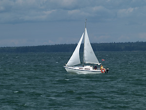 Voilie