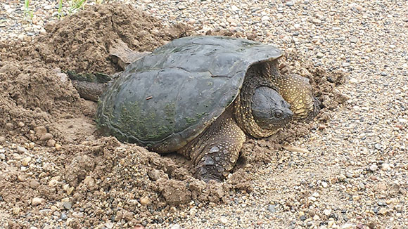 Chelydra serpentina serpentinia