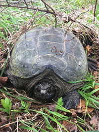 Chelydra serpentina serpentinia