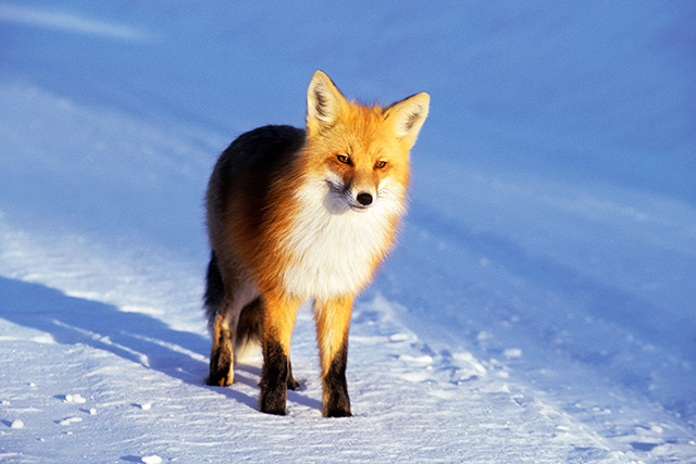 A red fox with a white chest and black feet stands in the snow.