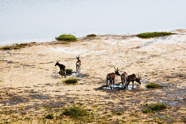 An aerial view of five caribou standing in grass near water.