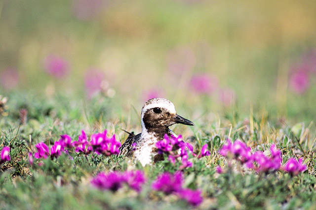 A small black and white bird nestled in grass among purple flowers.
