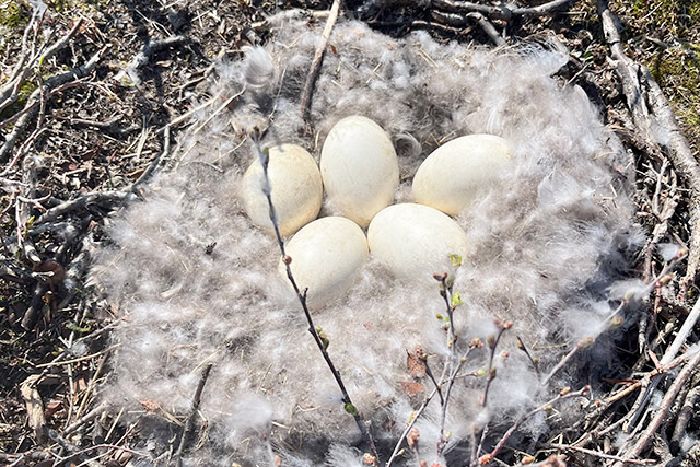 Five eggs surrounded by white fluff in a nest.