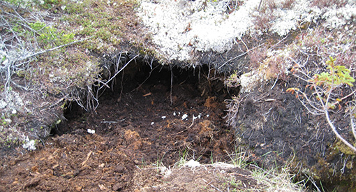 A bear den in Wapusk National Park.