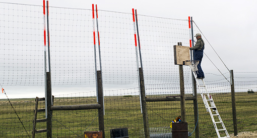 A person stands on a ladder while working on a very tall fence.