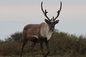 Caribou