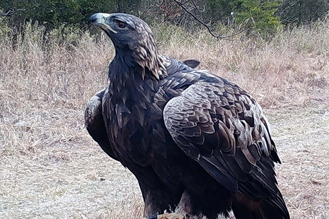 A large black and brown eagle sitting on top of a tree stump.