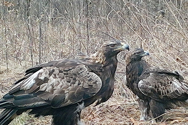 Two black and brown eagles standing in tall grass.