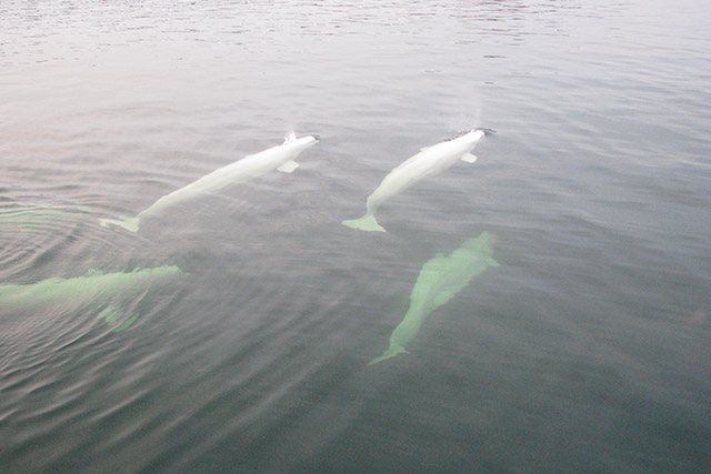 Beluga whales in northern Manitoba