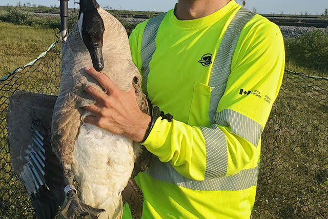 A Parks Canada employee holds a goose with a metal band around its right leg in Wapusk National Park.