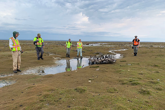 Five researchers in high-visibility vests approach a group of roughly 12 geese in Wapusk National Park.