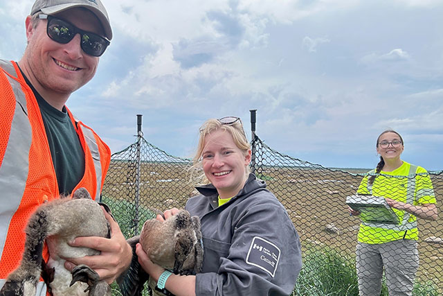 Two Parks Canada employees hold geese while another employee takes notes.