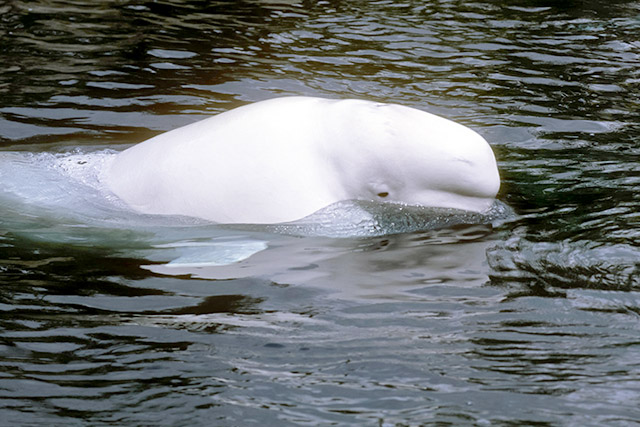A beluga whale swims with its head above water.