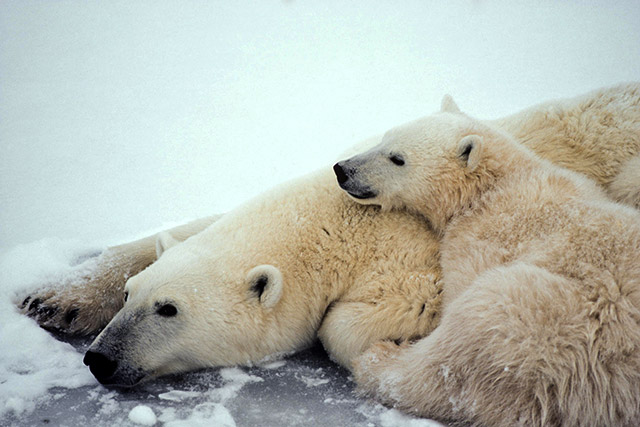 An adult polar bear lies down on ice as a cub rests its head on the adult’s shoulder.