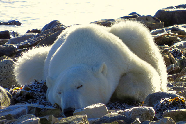 A polar bear sleeps on a rocky shore. There is water in the background.