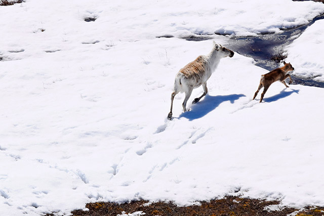 An aerial view of two caribou galloping on snow.
