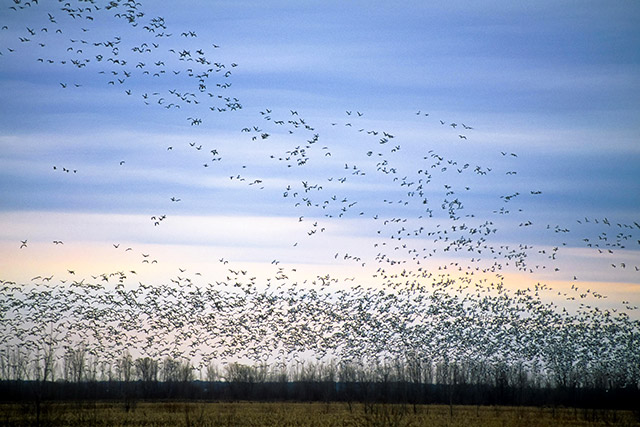 Dozens of snow
geese fly in the sky.
