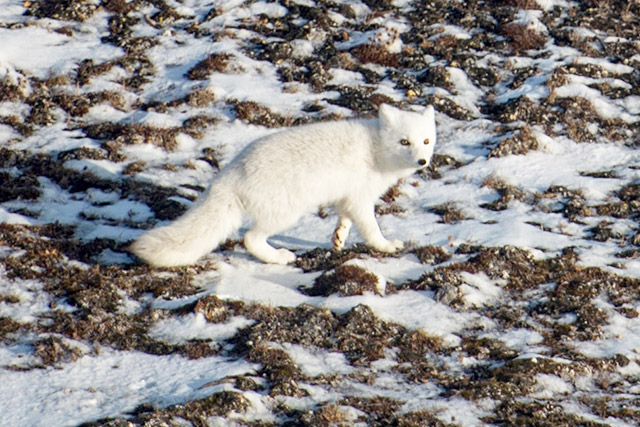 A white arctic fox looks into the camera while standing on snowy ground.