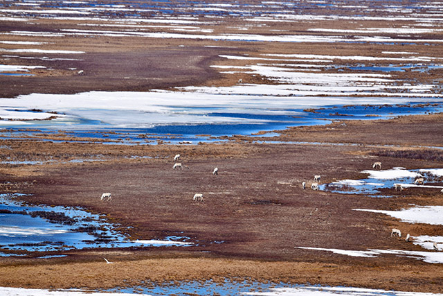 Caribou in a green field with patches of snow seen from above.