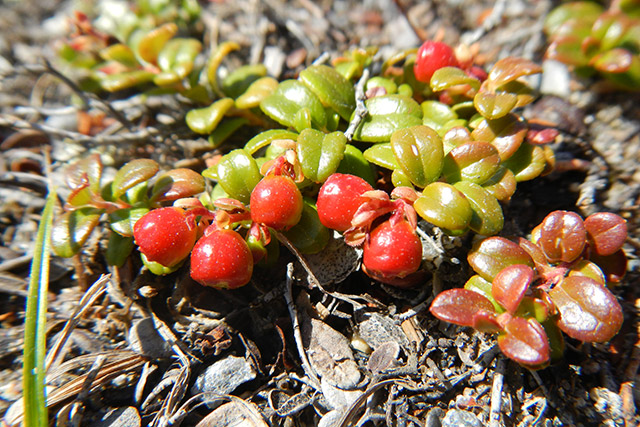 A close-up of red berries and thick, green leaves.