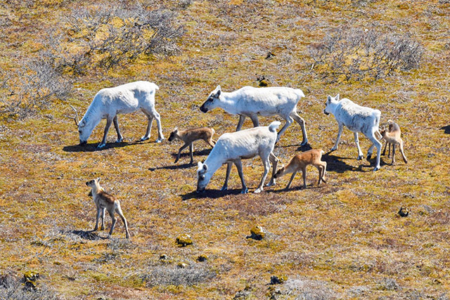 An aerial view of four adult caribou and four calves grazing on grass.