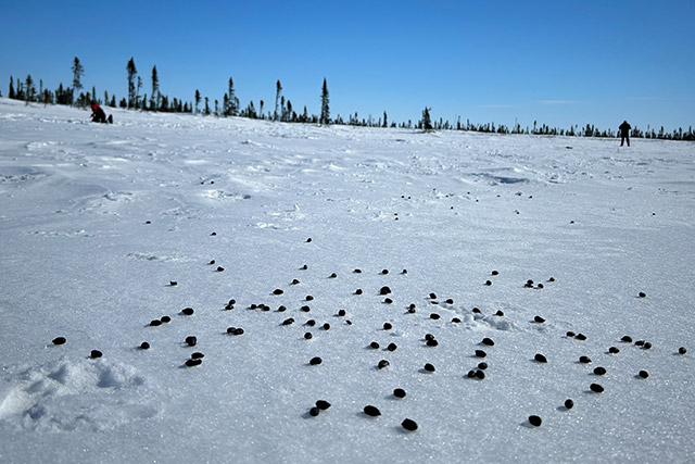Des dizaines de crottes de caribou sur la neige dans le parc national Wapusk.