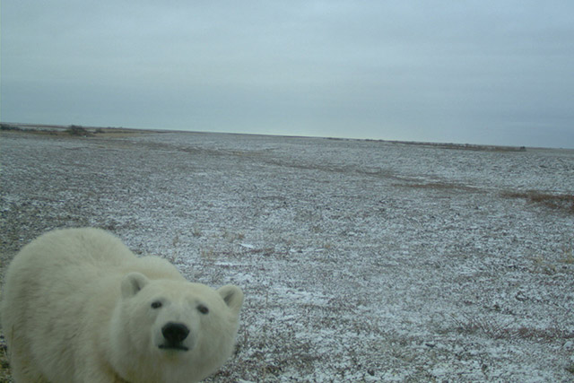 A polar bear’s face very close to a remote wildlife camera in Wapusk National Park.