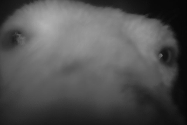 A polar bear’s face very close to a remote wildlife camera in Wapusk National Park at night. 