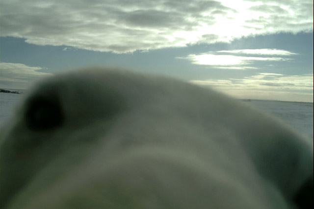 A polar bear’s face very close to a remote wildlife camera in Wapusk National Park.