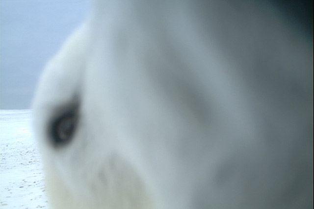 A polar bear’s face very close to a remote wildlife camera in Wapusk National Park.