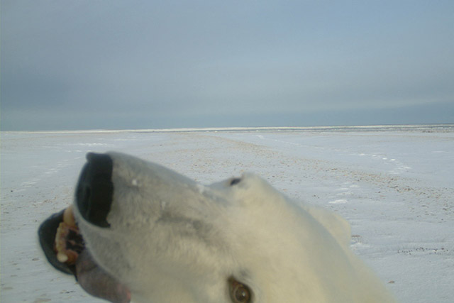 A polar bear’s face very close to a remote wildlife camera in Wapusk National Park.