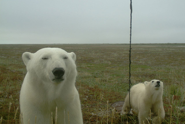 A mother polar bear and cub close to a remote wildlife camera in Wapusk National Park.